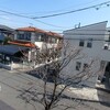 ハナミズキ剪定