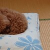 久喜、デビュー！