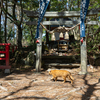 東北東部東離島のねこさん