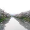 東一口の桜