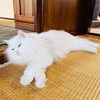 『癒し』愛猫との時間