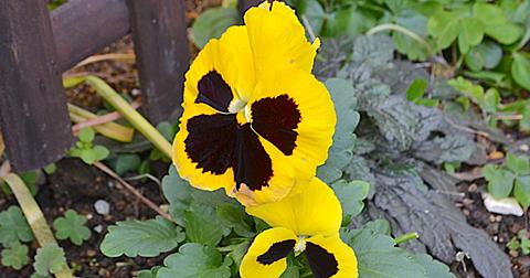 美しい花の画像 最新のhdキランソウ 花 言葉 美しい花の画像 最新のhdキランソウ 花 言葉