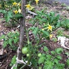 野菜の花