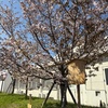 今年の桜