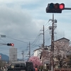 三井寺も桜がいいね