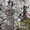 長建寺の糸桜