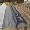 又々、不耕起のままでサニーレタスを植えた。