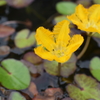 万葉の花　あざさ(三宅町)