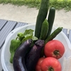 夏野菜🍅🍆🫑