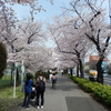 東京の桜・2022締めくくり