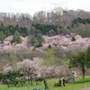 桜と15 夜の月