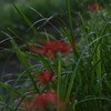 朝露と彼岸花　大分県宇佐市院内（いんない）町