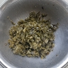 春だけ食べるワカメの茎