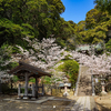 サクラ咲く【甘縄神明宮】玉縄桜、見事でした