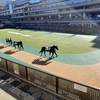東京競馬場