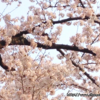 満開の桜の下で、お花見の始まりを考えてみた！