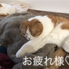 猫たちの健康診断行ってきました