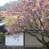 南禅寺・桜と新緑と
