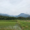 2021/06/02 水曜日　ダイサギ