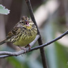 青鵐（アオジ）♀