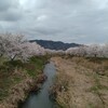 桜・・・ぱっとしない