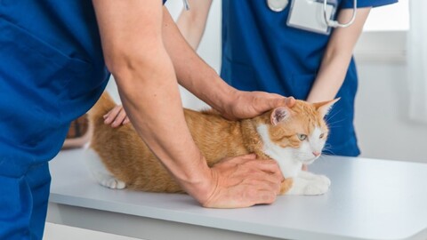 愛玩動物飼養管理士の資格概要｜試験方法・日程・受験資格・合格率などを紹介
