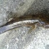 タマゾネスの釣師43 ～特に目的もなく