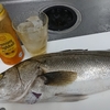3日連続GET!　🎣🐟