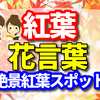 紅葉の花言葉と2022年に行きたい絶景紅葉スポット