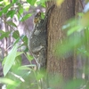 マレーヒヨケザルに会えた！　Malayan Colugo