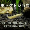 ホトケドジョウの飼育方法〜餌・繁殖・混泳について詳しく解説〜