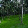 4 Top Pros of Sabal Palms
