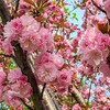 藤と八重桜🌸