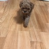 【日韓カップル】彼が突然、犬を買ってきた。韓国の柴犬って怪しいの？ｗ                