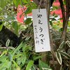 見上げれば高幡不動八重うつぎ