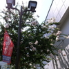  サルスベリの花