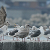 対馬のカモメその３（２０１４　０１２１）