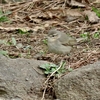 埼玉県の野鳥　ムジセッカ他　２０２３年２月３日