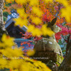 大原野神社