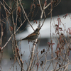 2月のカヤ田（福井県若狭町中山湿地）の鳥たち