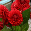 今日の花氣分　№６