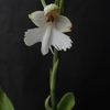 Habenaria hybrid