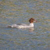 浅野川下流のカワアイサ