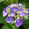 今日から6月、、、