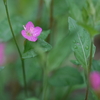 梅雨空の花