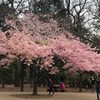 ほんの一部だけ桜が咲いている「井の頭公園」で春を感じてきた