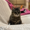 ねこ91話　けだま。