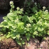 わさびの花が満開〜安曇野だけでは無いです！ここにも有ります〜♪