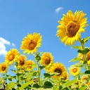 あの日のひまわり🌻