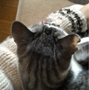 やきもち ちぃちゃん